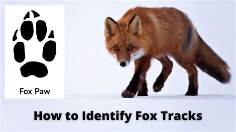 fox feet|Fox Tracks .